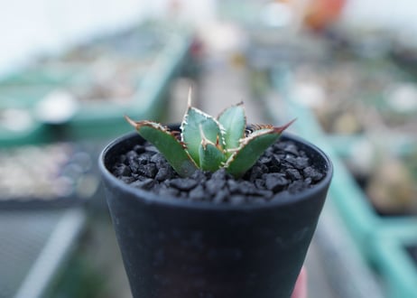 アガベ　チタノタ　FO-76　Agave titanota  FO-76　No.4