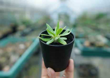 パキポディウム　恵比寿笑い　Pachypodium brevicaule　No.3