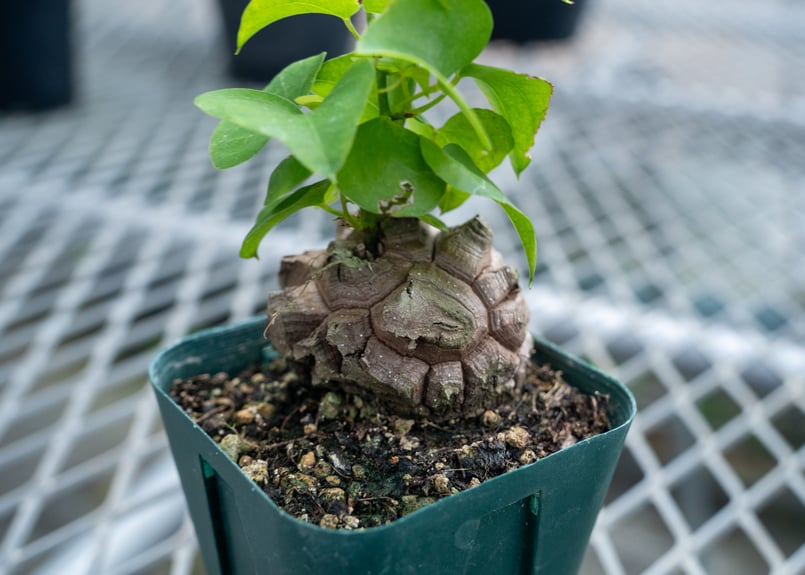 亀甲竜 No.5 | mana's farm:塊根植物・アガベ・ドライガーデン植物販売