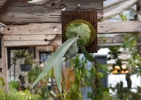 ボスウェリア ソコトラナxナナ 沖縄実生 | mana's farm:塊根植物