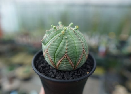 ユーフォルビア　オベサ　Euphorbia obesa