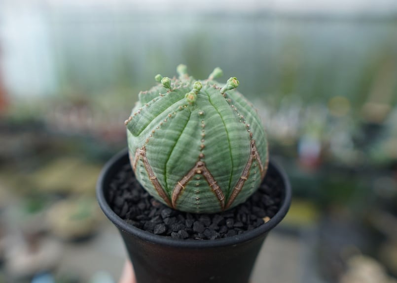 激レア 3頭 希少 ユーフォルビア オベサ Euphorbia obesa 選抜