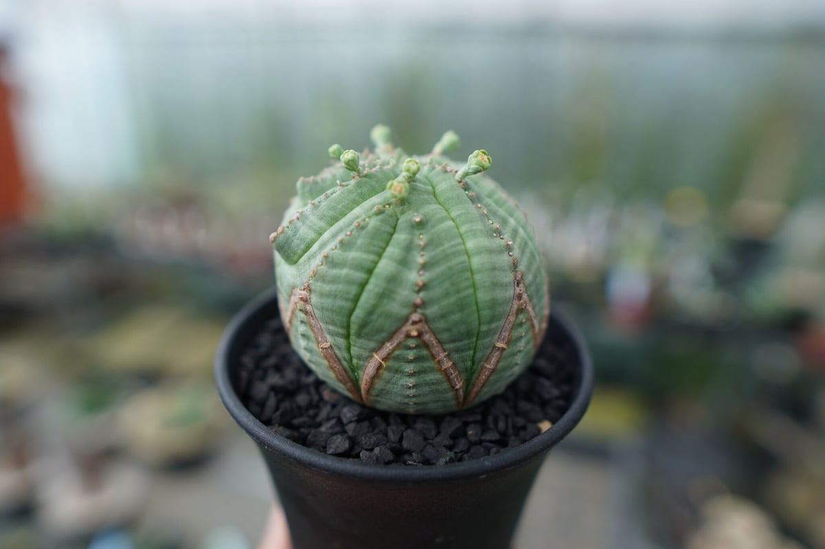 ユーフォルビア オベサ Euphorbia obesa | mana's green:塊根植物...