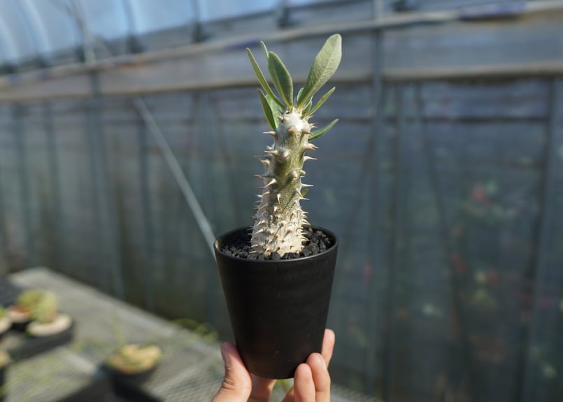 パキポディウム 伊藤ハイブリッド Pachypodium 'Itoh Hybrid' No.