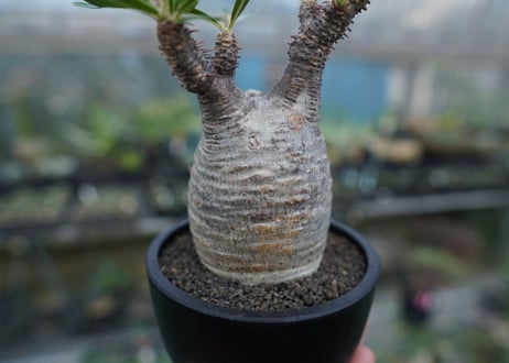 【発根管理中】パキポディウム　グラキリス　 Pachypodium Gracilius  No.10