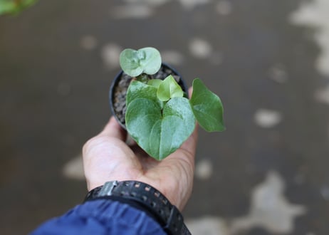 亀甲竜　実生株