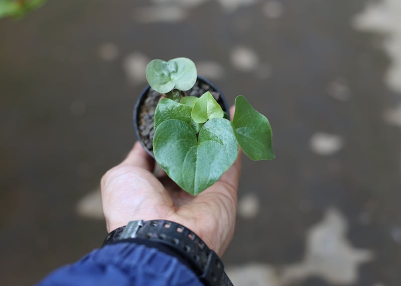 亀甲竜 実生株 | mana's farm:塊根植物・アガベ・ドライガーデン植物