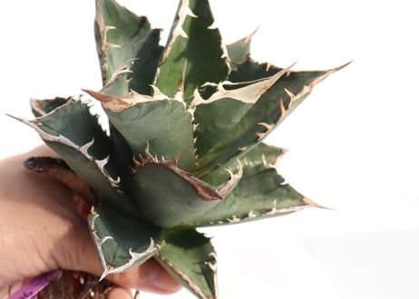 Agave titanota FO-76 compacta dwarf  no.5