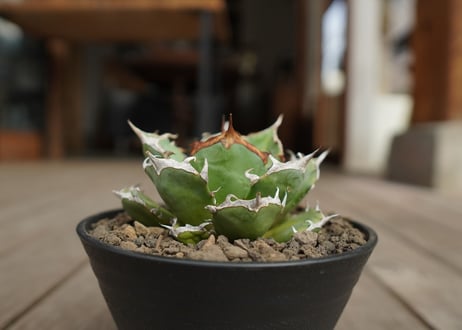 アガベ　チタノタ　鬼爪　雪峰 　Agave titanota “Onitsume Yukimine”
