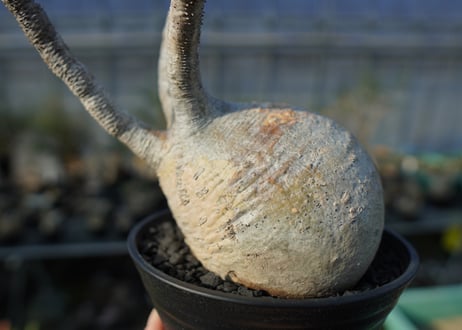 パキポディウム　グラキリス　 Pachypodium Gracilius  No.2