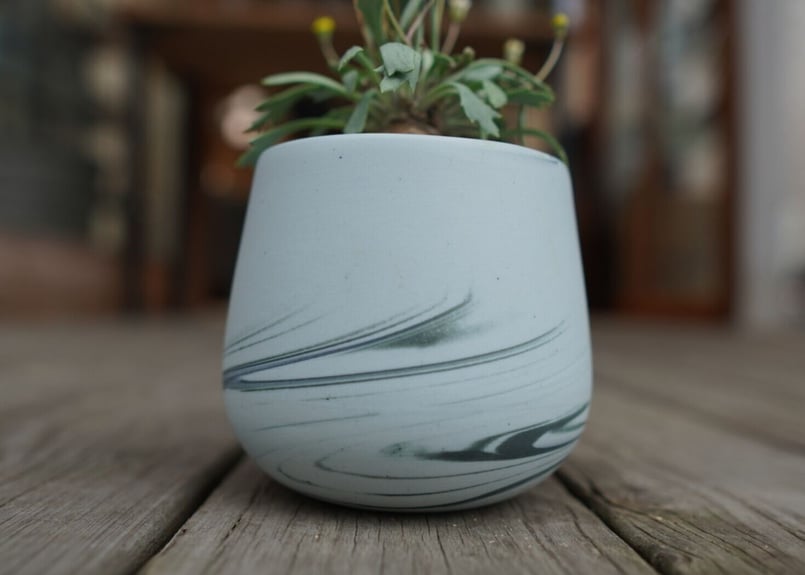 オトンナ ユーフォルビオイデス GC① オトンナ ユーフォルビオイデス