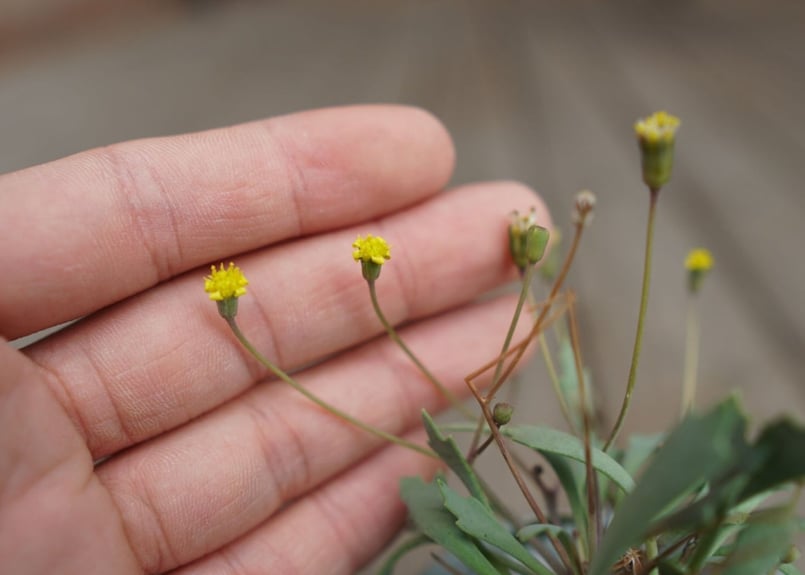 オトンナ ユーフォルビオイデス×スタインコフ Othonna euphorbioides×st