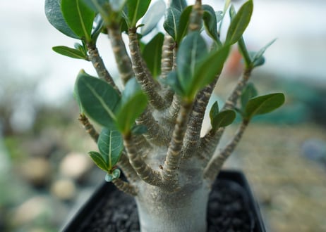アデニウム　Adenium　No.1