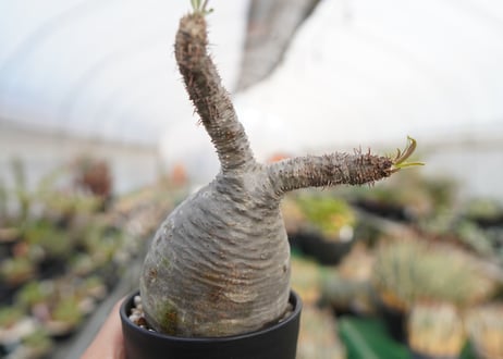 パキポディウム　グラキリス　 Pachypodium Gracilius