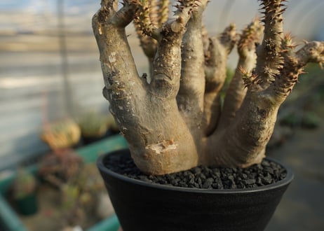 パキポディウム マカイエンセ　Pachypodium makayense　No.3