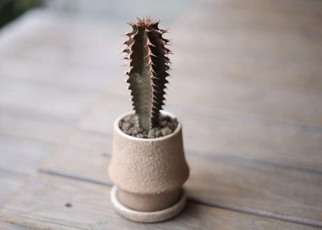 黒麒麟　Euphorbia canariensis