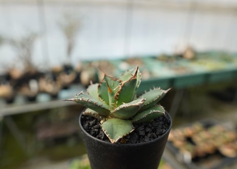 アガベ　チタノタ　FO-76　agave titanota FO-76