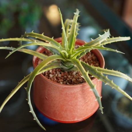 dyckia | STORES