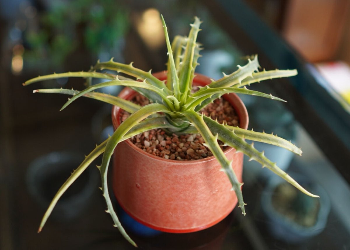 ディッキア アンダマン Dyckia 'Samed Rtp'(Andaman) | mana'
