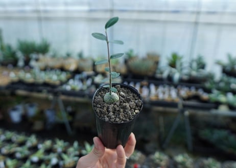 フォッケア　エデュリス　Fockea edulis　No.1