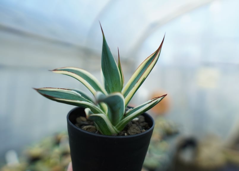 アガベ ブルーグロー錦 Agave Blue Glow | mana's farm:塊根植物