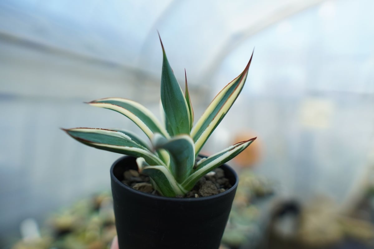 アガベ ブルーグロー錦 Agave Blue Glow | mana's farm:塊根植物・