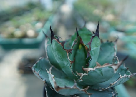 アガベ　チタノタ　 ブラックアンドブルー 　Agave titanota black and blue　No.8