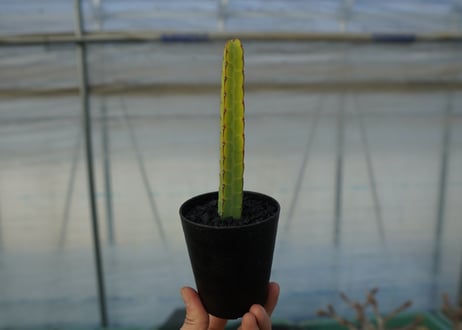 ユーフォルビア　ヘテロクロマ　Euphorbia heterochroma No.2