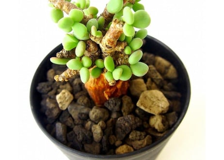 Ceraria pygmaea ケラリア・ピグマエア  №5