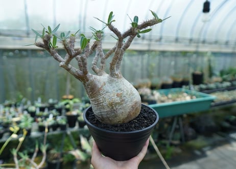 パキポディウム　グラキリス　 Pachypodium Gracilius  No.1