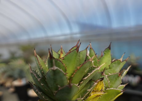 agave titanota 剣竜　No.4