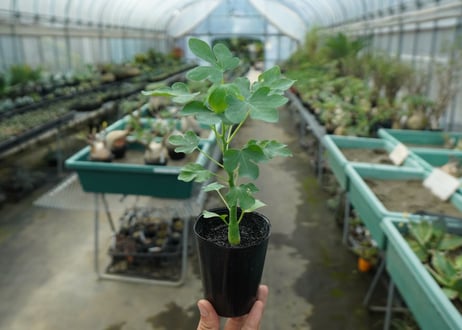 アデニア　グラウカ　Adenia glauca  No.3