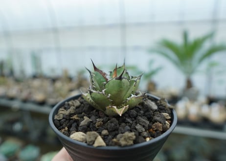 アガベ　チタノタ　FO-76　agave titanota  FO-76　No.11