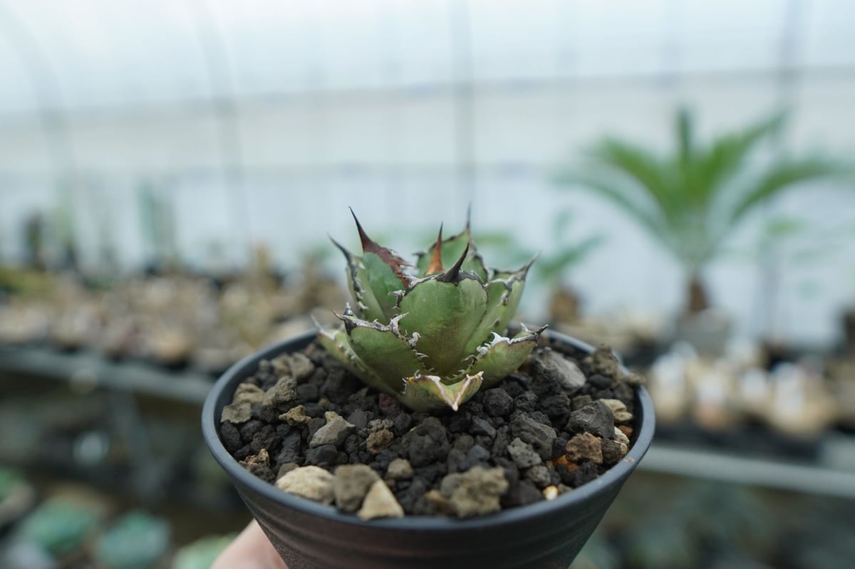 アガベ チタノタ FO-76 agave titanota FO-76 No.11 | ma