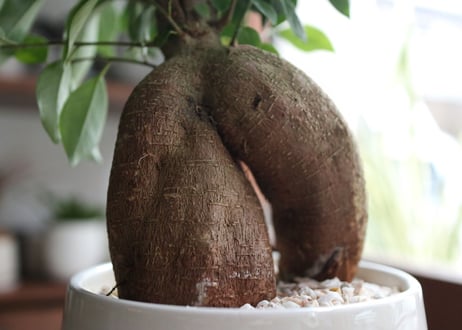 これ一つでインテリアがグッとお洒落に＊多肉植物サボテン3点ＳＥＴ