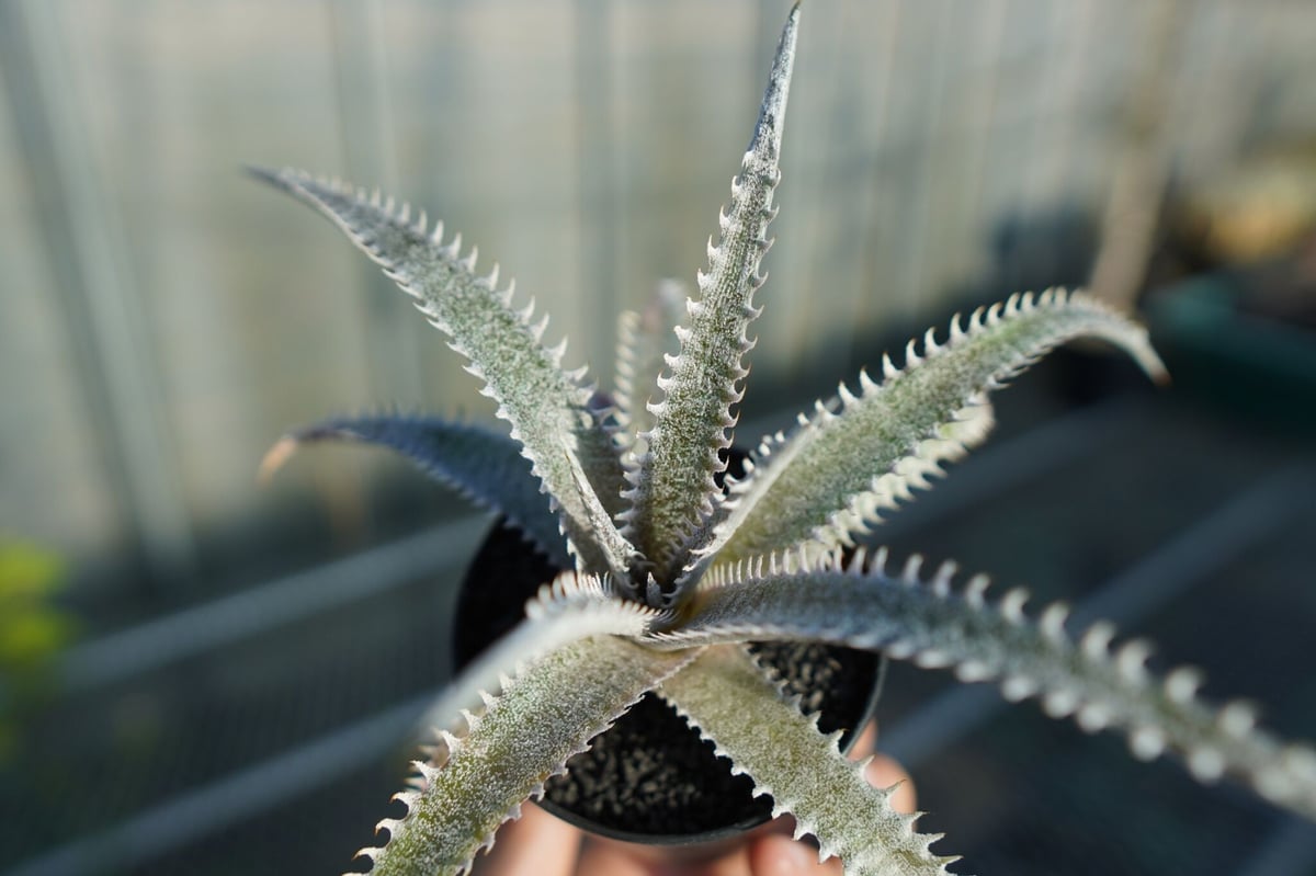 ディッキア ハイブリッド HH×(ML×BS) Dyckia hyb. HH×(ML×BS)