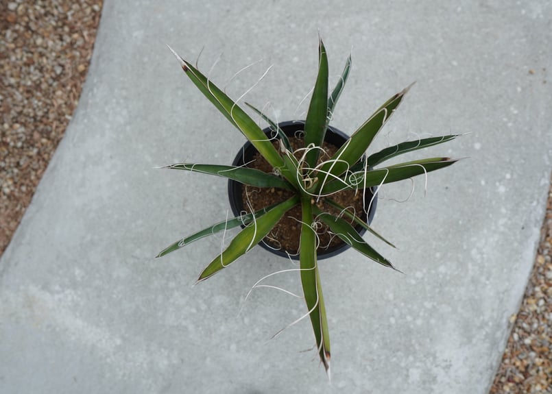 ユッカ カルネロサーナ Yucca carnerosana No.2 | mana's fa