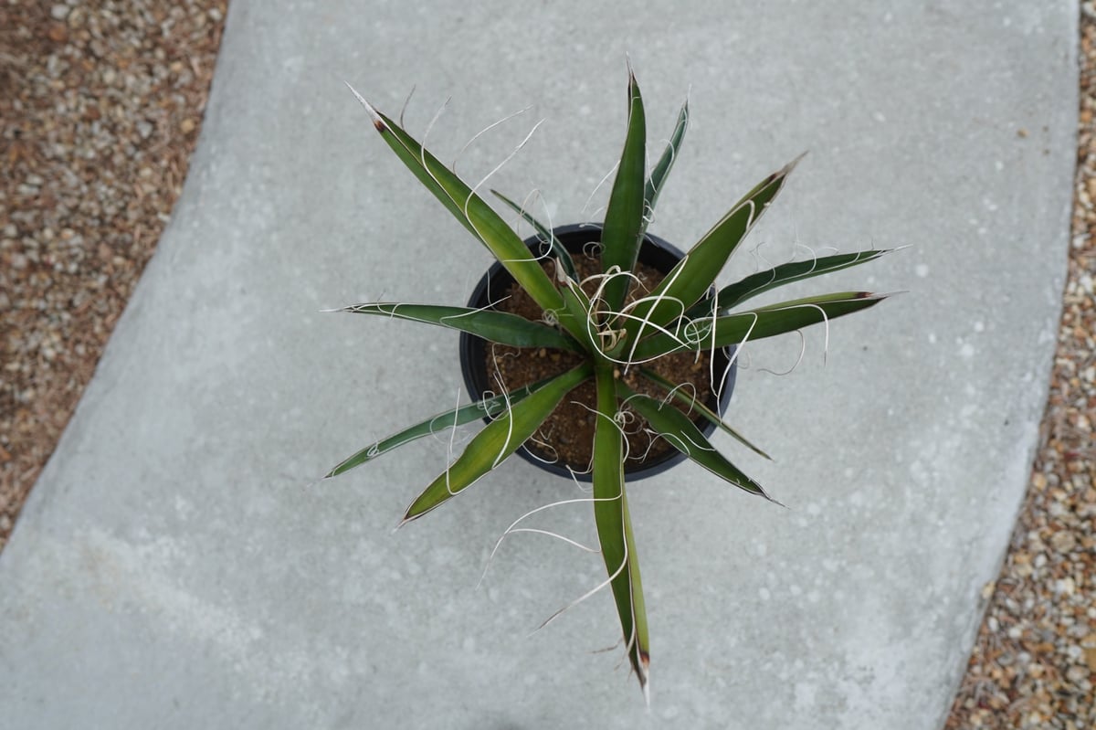 ユッカ カルネロサーナ Yucca carnerosana No.2 | mana's fa