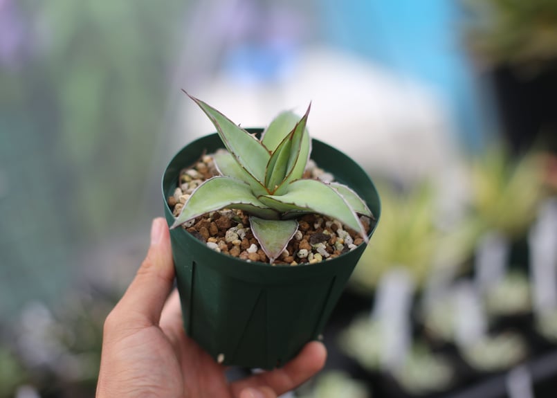 アガベ インプレッサ | mana's farm:塊根植物・アガベ・ドライガーデン