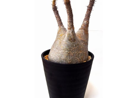 Pachypodium    パキポディウム　グラキリス  未発根