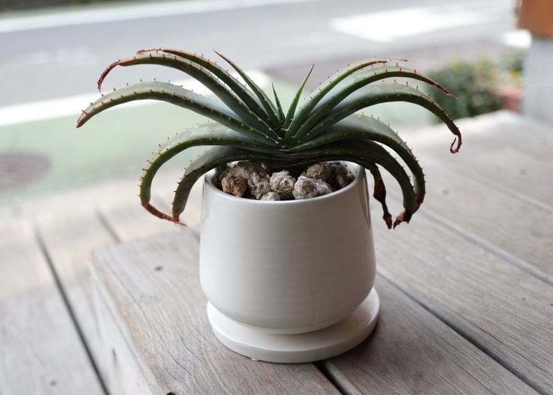 アロエ スプラフォリアータ Aloe suprafoliata | mana's farm:塊