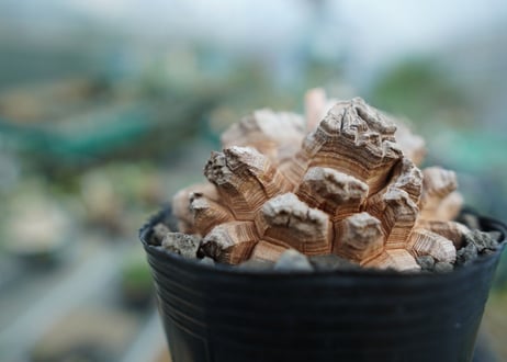 【長谷川園芸産】亀甲竜　Dioscorea elephantipes　No.4