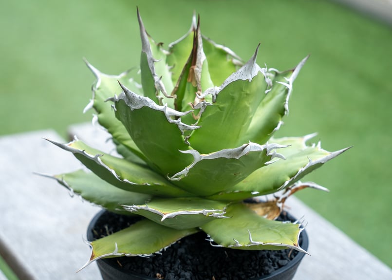 アガベ チタノタ FO-76 | mana's farm:塊根植物・アガベ・ドライ