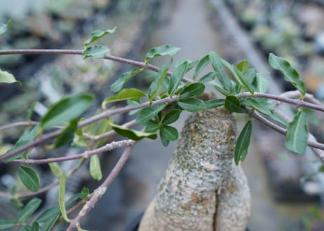 フォッケア　エデュリス　”火星人”　Fockea edulis