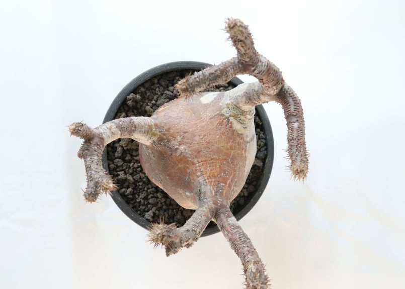 パキポディウム グラキリス 未発根株 №4 | mana's farm:塊根植物