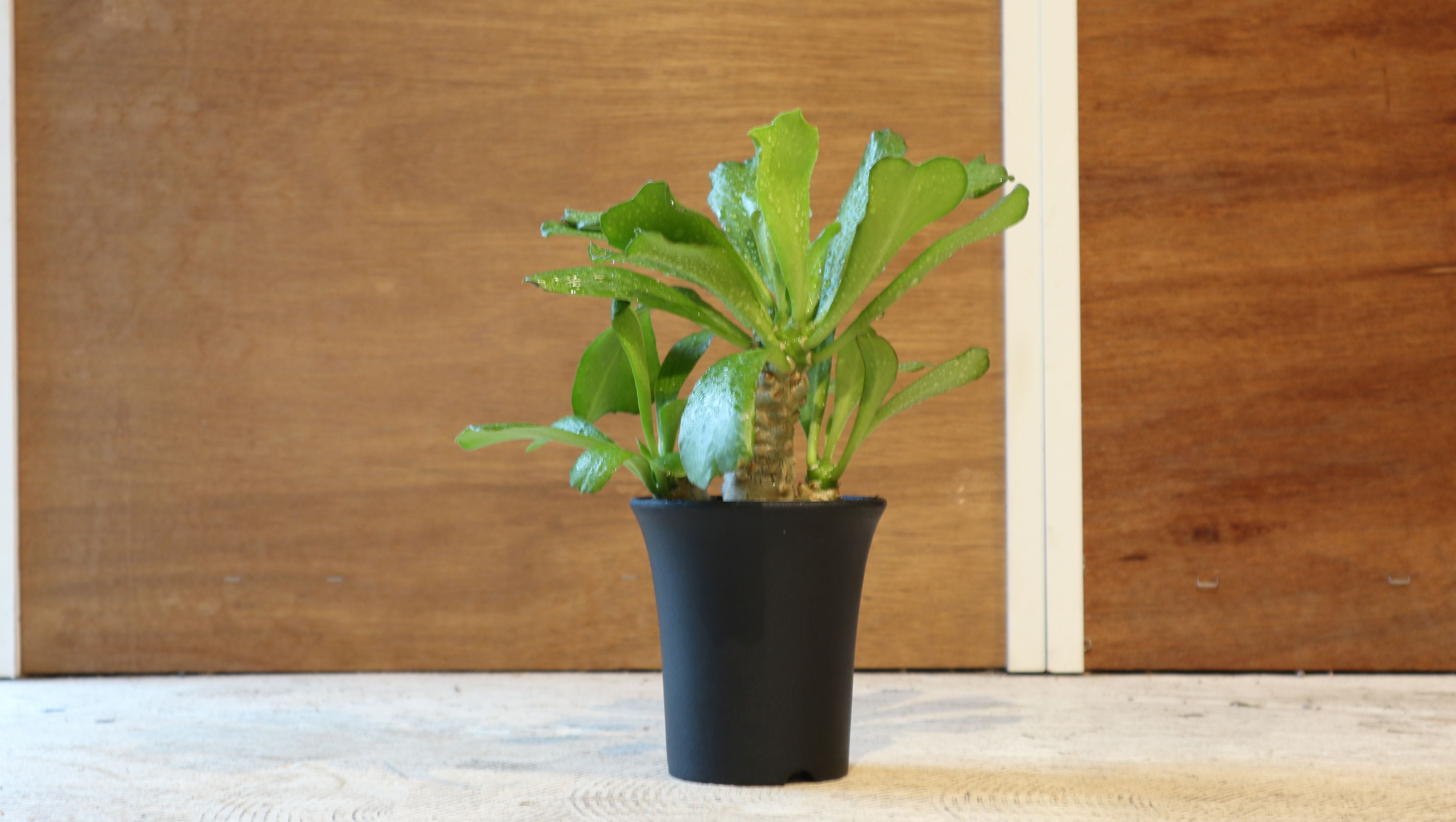 ユーフォルビア・ポアソニー ハイブリッド Euphorbia poissonii hybrid