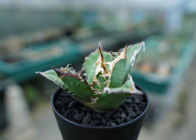 アガベ チタノタ code R agave titanota code R | mana's