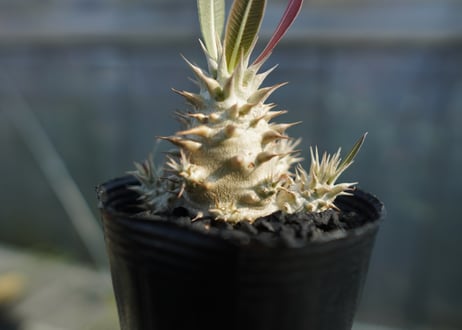 パキポディウム　ロスラツム　Pachypodium rosulatum