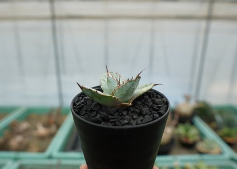 アガベ　チタノタ　ライオンズメーン　Agave titanota Lion's Mane