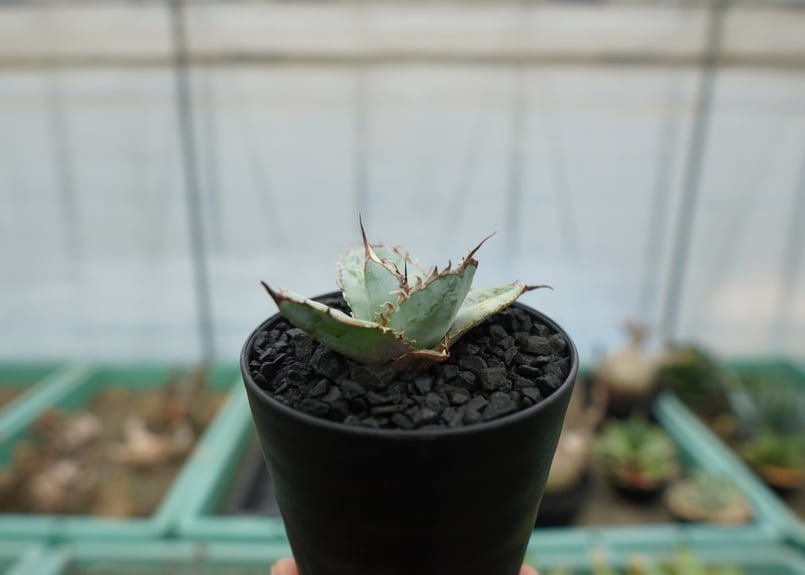アガベ チタノタ ライオンズメーン Agave titanota Lion's Mane |